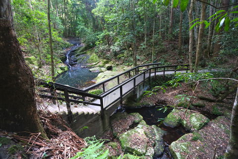 Kondalilla Falls Circuit, Kondalilla National Park - Accommodation BNB 2