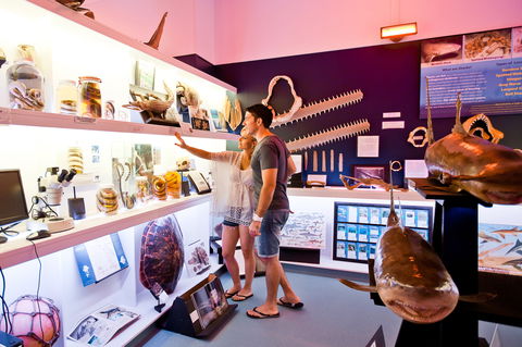 Marine Discovery Centre Hastings Point - Accommodation BNB 1