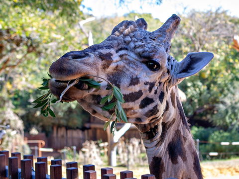 Perth Zoo - Accommodation BNB 0