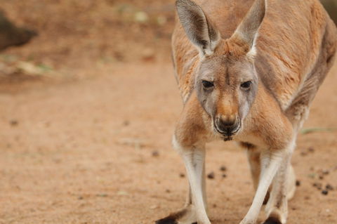 Perth Zoo - Accommodation BNB 1
