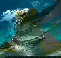 Reef HQ Aquarium - Accommodation BNB