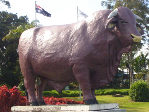 Rockhampton Bull Statues - Accommodation BNB 1