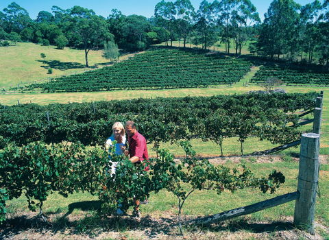 Tamborine Mountain - Accommodation BNB 2