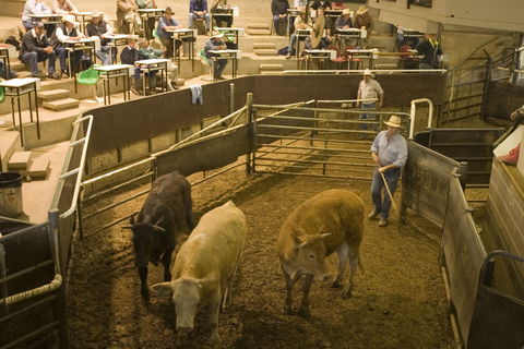 Wagga Wagga Livestock Marketing Centre - Accommodation BNB 0