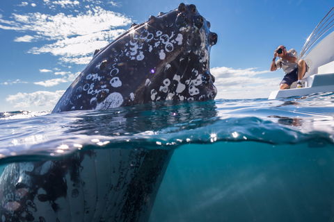 Whale Watching - Accommodation BNB 0