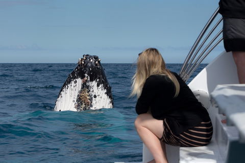 Whale Watching - Accommodation BNB 1
