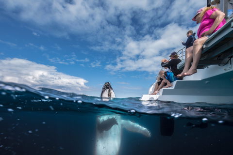 Whale Watching - Accommodation BNB 2