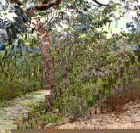 Yango Walking Track - Accommodation BNB