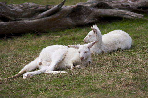 Yarra Valley Nocturnal Zoo - Accommodation BNB 0