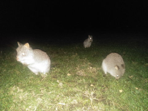 Yarra Valley Nocturnal Zoo - Accommodation BNB 2