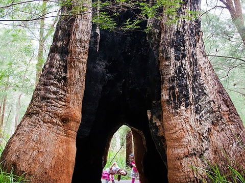 Ancient Empire Walk, Valley Of The Giants - Accommodation BNB 0