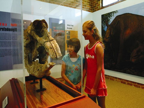 Australian Museum Diprotodon Exhibition: Closed For Building Repair July August - Accommodation BNB 0
