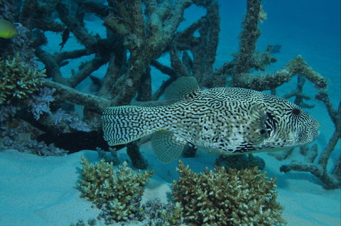 Beaver Reef Dive Site - Accommodation BNB 1