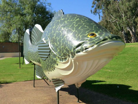 Big Murray Cod - Accommodation BNB 0
