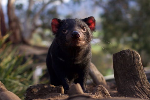 Bonorong Wildlife Sanctuary - Accommodation BNB 0