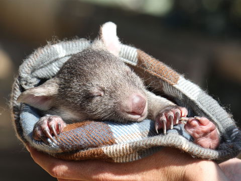 Bonorong Wildlife Sanctuary - Accommodation BNB 2