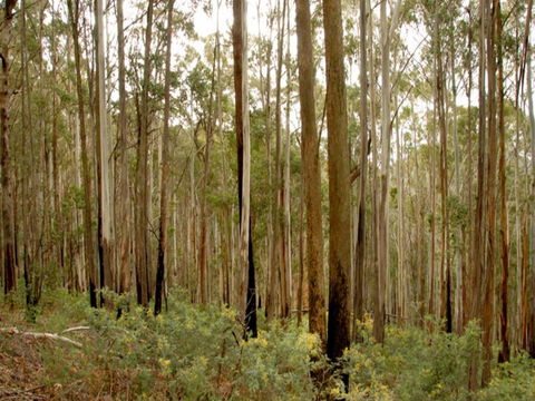 Brindabella National Park - Accommodation BNB 1