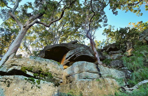 Burrawang Reach Picnic Area - Accommodation BNB 0