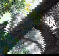 Daisy Hill - Accommodation BNB