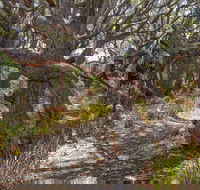 Middle Lagoon Walking Track - Accommodation BNB