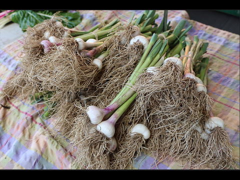 Queanbeyan Park Market - Accommodation BNB 0