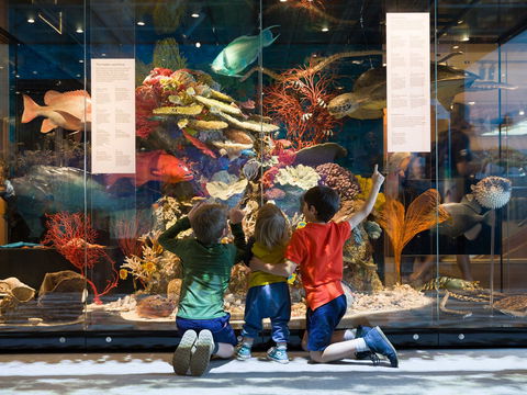 Queensland Museum - Accommodation BNB 1