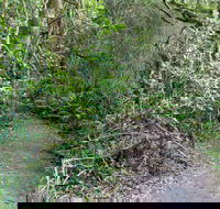 Rainforest Walking Track Roberston Nature Reserve - Accommodation BNB