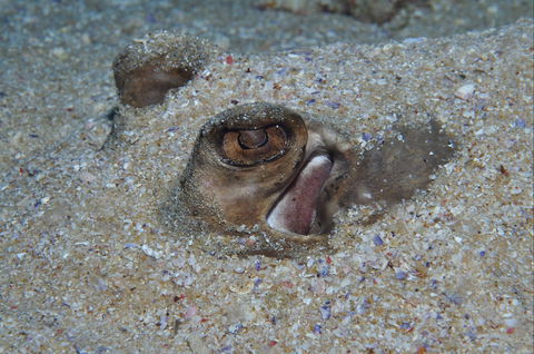 Shelving Beach Dive Site - Accommodation BNB 1