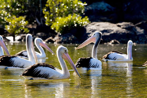 Snorkel Hat Head Creek - Accommodation BNB 2