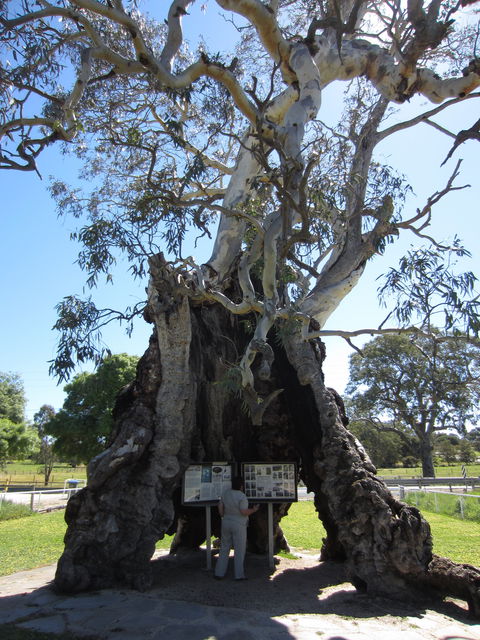The Herbig Family Tree - Accommodation BNB 0