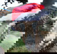 Bream Creek Farmers Market - Accommodation BNB