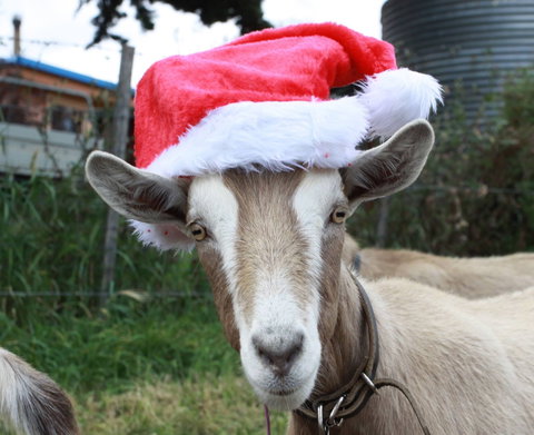 Bream Creek Farmers Market - Accommodation BNB 0