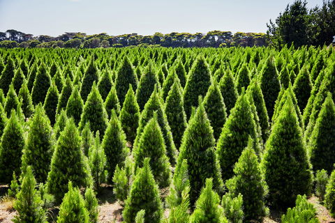 Christmas Tree Farm - Accommodation BNB 0