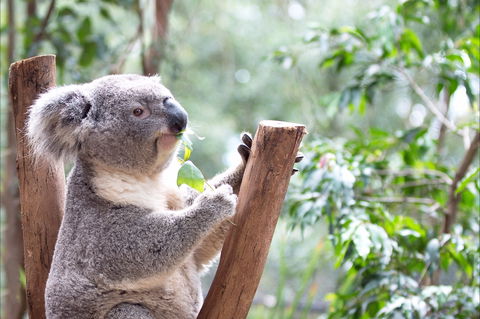 Featherdale Wildlife Park - Accommodation BNB 1