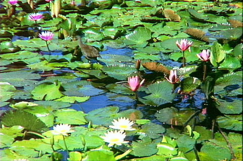 Mt Coot-tha Tourist Drive - Accommodation BNB 1