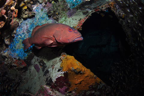 Severance Shipwreck Dive Site - Accommodation BNB 1