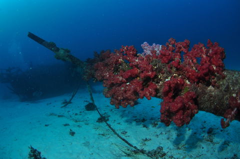 Severance Shipwreck Dive Site - Accommodation BNB 2
