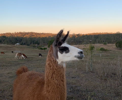 The Llama Farm - Accommodation BNB 0