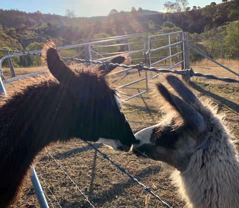 The Llama Farm - Accommodation BNB 1