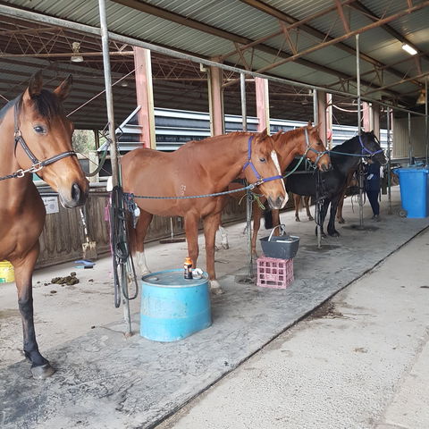The Equine Club - Accommodation BNB 0