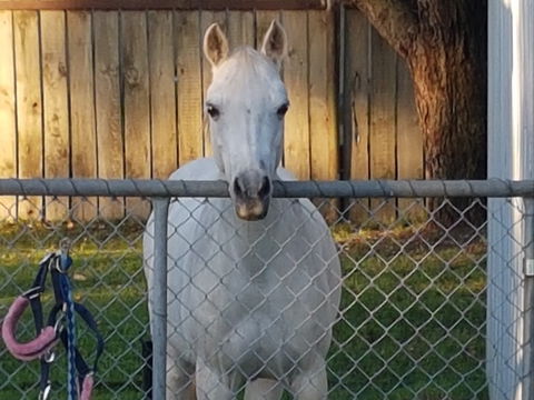 The Equine Club - Accommodation BNB 2