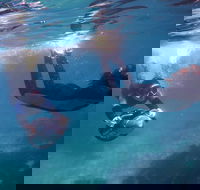 Small-Group Underwater Scooter Experience in Clovelly - Accommodation BNB
