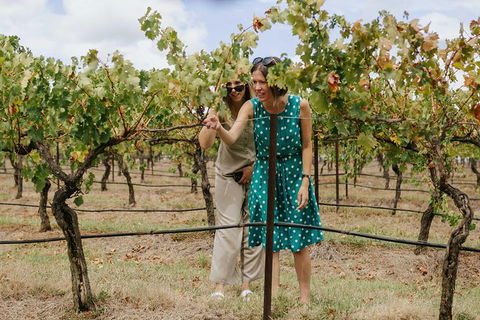Lovedale & North Pokolbin, Hunter Valley Hop-On And Hop-off Bus Tour - Accommodation BNB 4