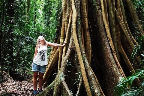 Rainforest & Waterfall Experience - Accommodation BNB 3