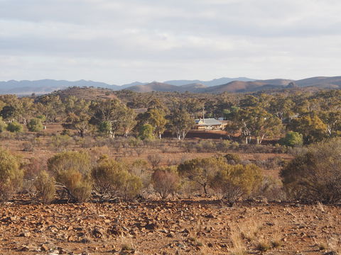 Blinman Belt And Buckle Maker Outback Studio/gallery - Accommodation BNB 1