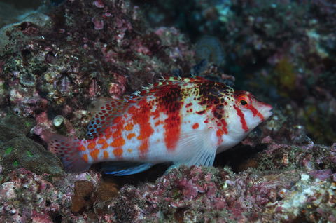Wolf Rock Dive Site - Accommodation BNB 2