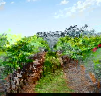 Tintilla Estate Wine Tasting with a Meat and Cheese Platter - Accommodation BNB