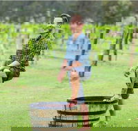 Hunter Valley Grape Stomping - Accommodation BNB