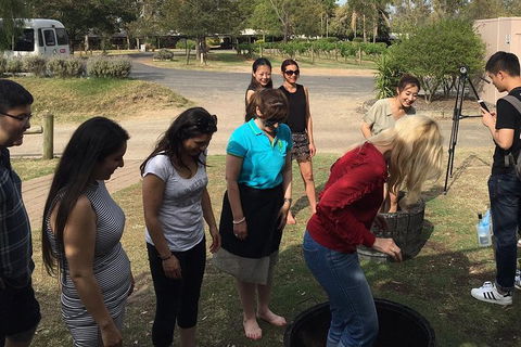 Hunter Valley Grape Stomping - Accommodation BNB 2