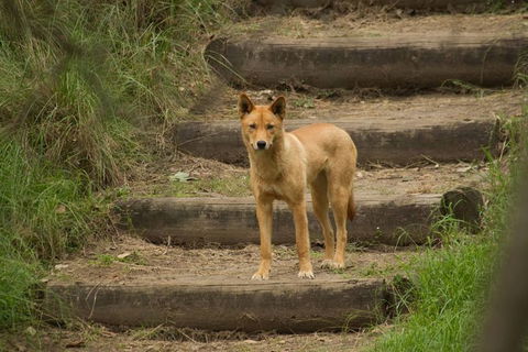 The Explorers\' Discovery Small Group Tour - Gold, Wine & Wildlife - Accommodation BNB 7
